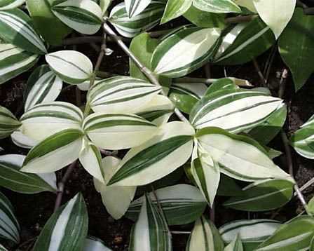 Традесканція Прирічна Tradescantia fluminensis variegata фото