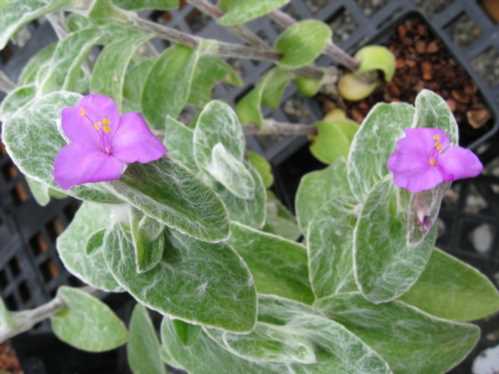 Традесканція сілламонтана Tradescantia sillamontana