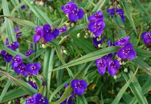 Традесканція віргінська Tradescantia virginiana