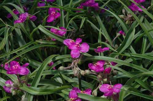 Традесканція Андерсона Tradescantia andersoniana фото